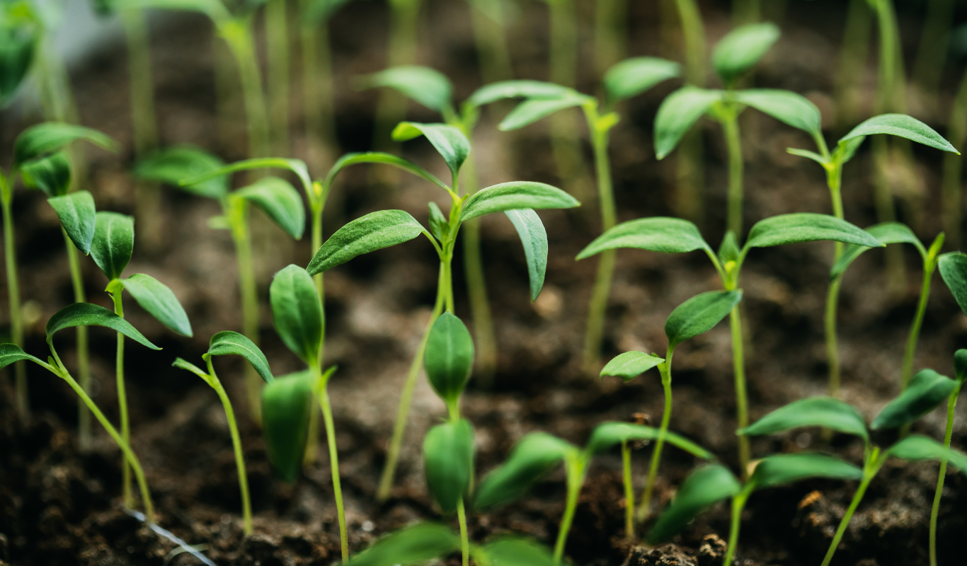 Organic Farming & Sustainable Agriculture