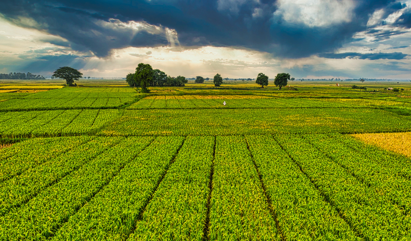 Eco-Friendly Organic Farming