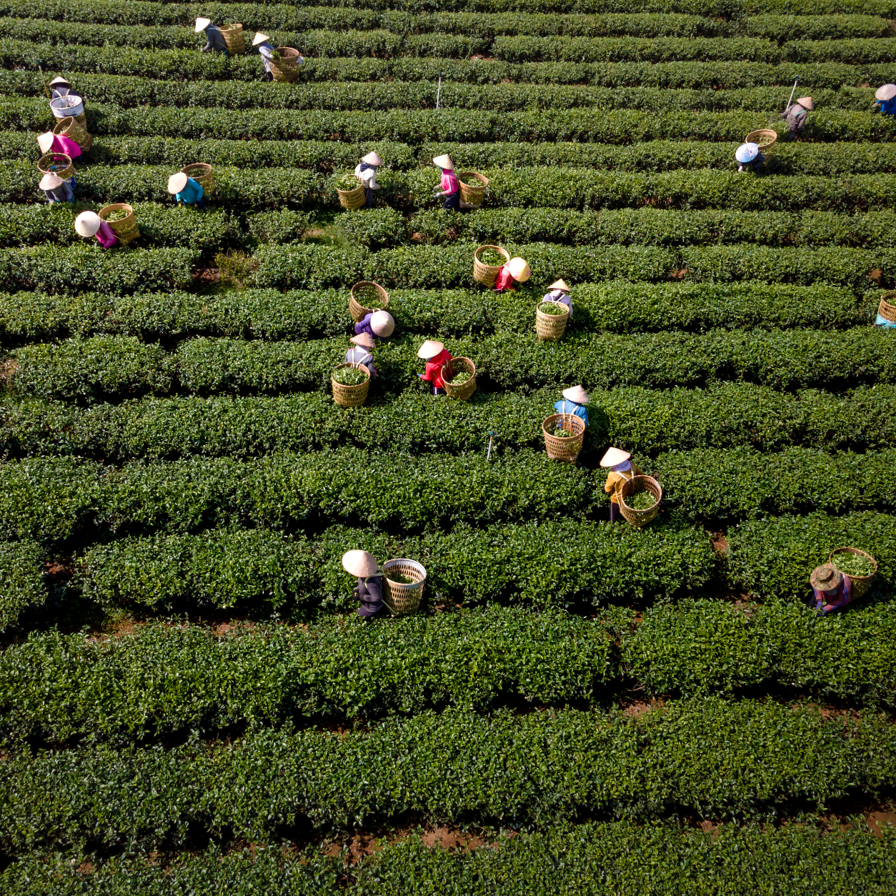 Organic Crop Cultivation
